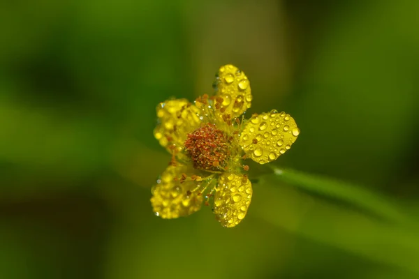 Лепестки Желтого Поля Капельками Дождя — стоковое фото