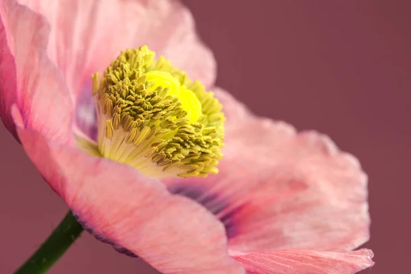 異なる花 選択的焦点 — ストック写真