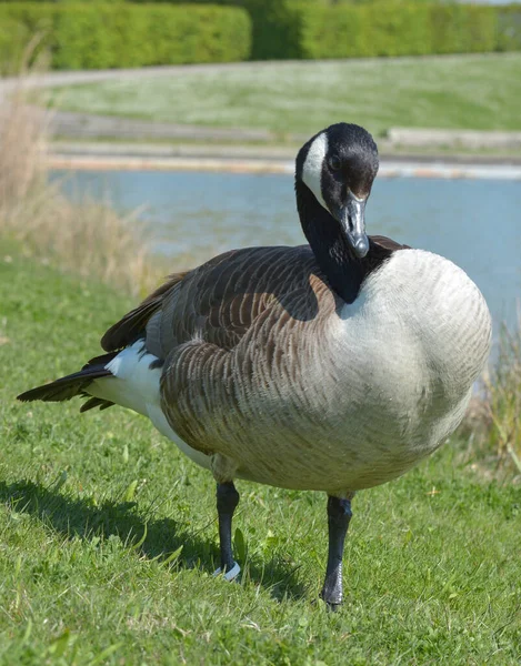 Ganso Canadá Lago Imagen de archivo