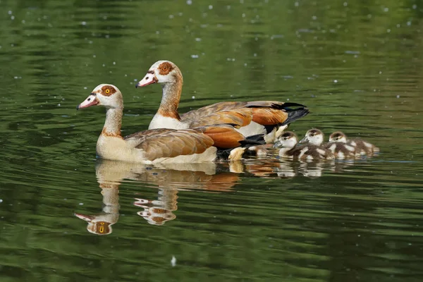 Mallard Duck Ducks Natural Habitat — Stock Photo, Image