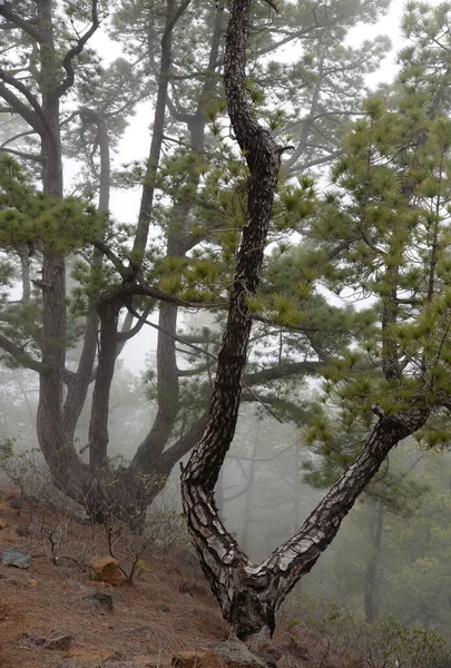 Canary Pine Palma Pine Tree Canary Canary Islands Tree Nature — стоковое фото