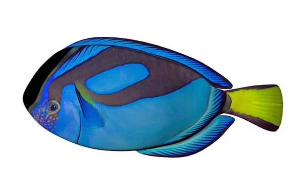 Tropische Fische Unterwasserfauna — Stockfoto