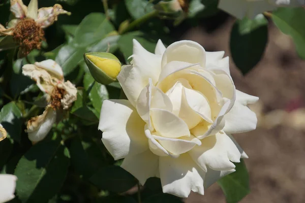Roses Blanches Fleurs Pétales — Photo