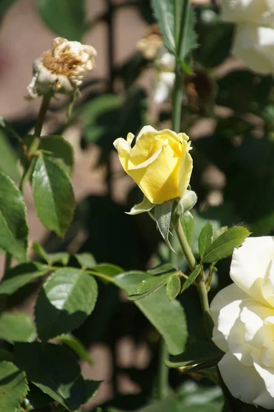 黄色のバラの花びらのクローズアップ — ストック写真