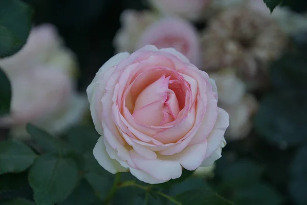 Nahaufnahme Einer Rosenblüte Der Sorte Eden — Stockfoto