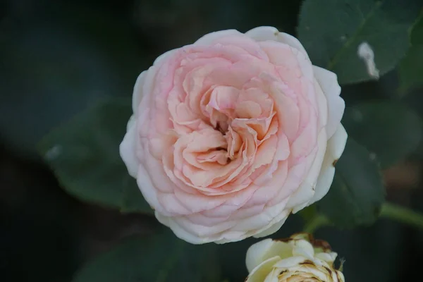 Close Van Een Rozenblaadje Van Het Eden Ras — Stockfoto