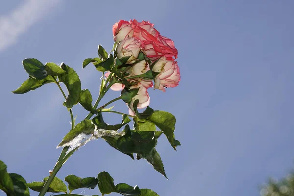 Rose Fleur Rose Fleurissante — Photo