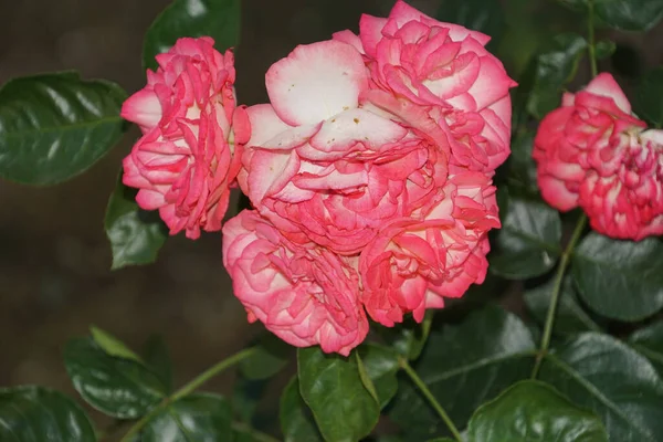 一朵粉红的玫瑰的特写 — 图库照片