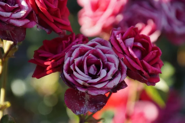 Κοντινό Πλάνο Ενός Μωβ Πέταλου Τριαντάφυλλου — Φωτογραφία Αρχείου