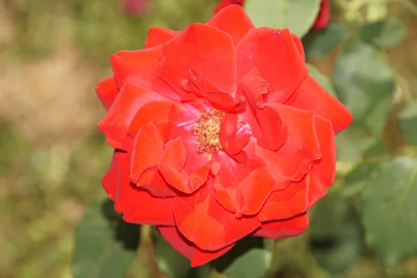 Close Red Rose Petal — Stock Photo, Image