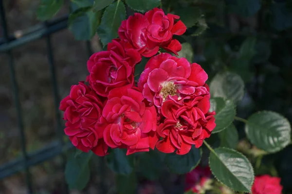 Zbliżenie Czerwonego Płatka Róży — Zdjęcie stockowe
