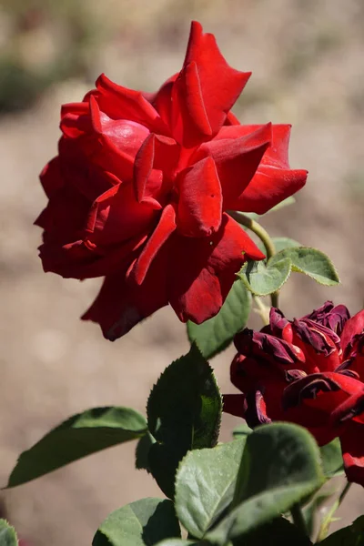 红玫瑰花瓣的特写 — 图库照片