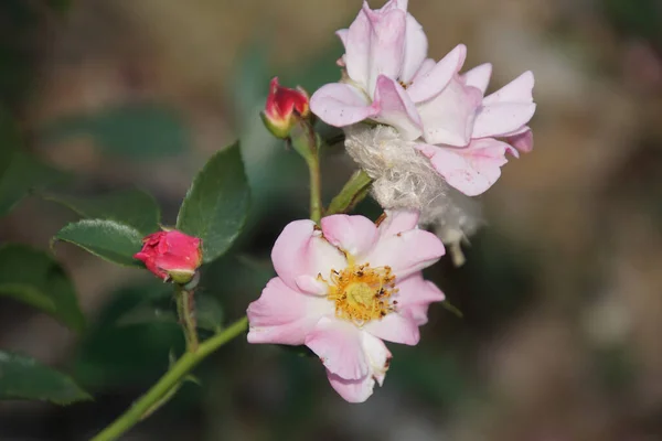 Gros Plan Une Rose Fleurs — Photo