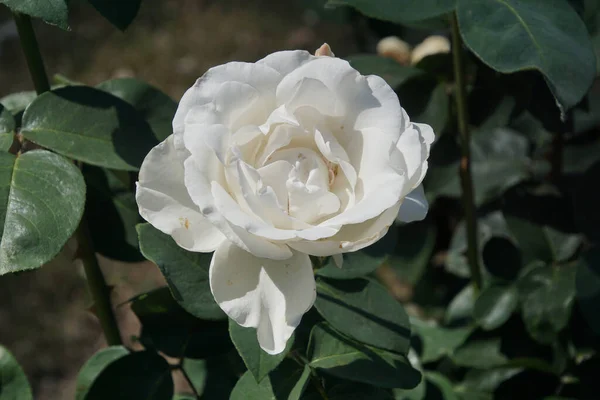 Close White Roses — Stock Photo, Image