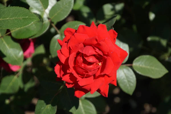 Close Red Rose Petal — Stock Photo, Image