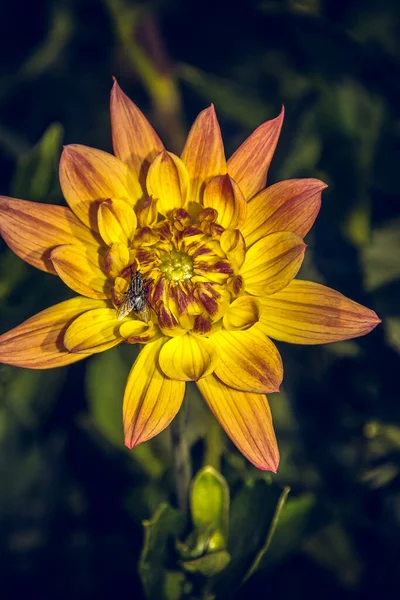 Primer Plano Una Flor Dahlia — Foto de Stock