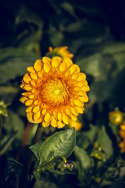 Κοντινό Πλάνο Ενός Λουλουδιού Ντάλια — Φωτογραφία Αρχείου