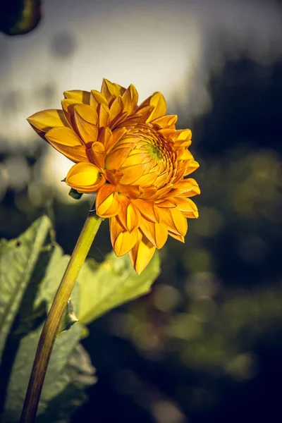 Primer Plano Una Flor Dahlia — Foto de Stock