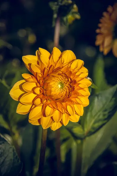 Primer Plano Una Flor Dahlia — Foto de Stock