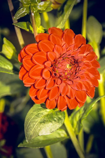 ダリアの花のクローズアップ — ストック写真