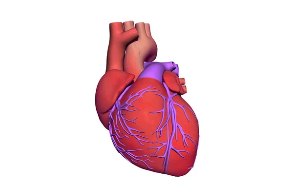 Απεικόνιση Της Ανθρώπινης Ανατομίας Της Καρδιάς — Φωτογραφία Αρχείου