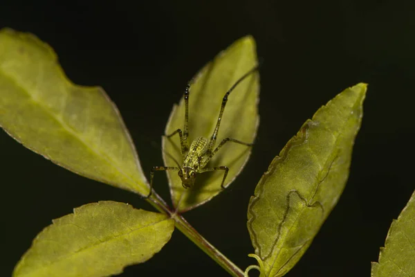 Jehličnatý Dřevěný Meč Strach — Stock fotografie