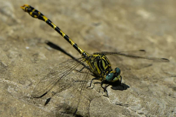 Small Pliers Dragonfly Sits Stone Banks Stream — Stock Photo, Image