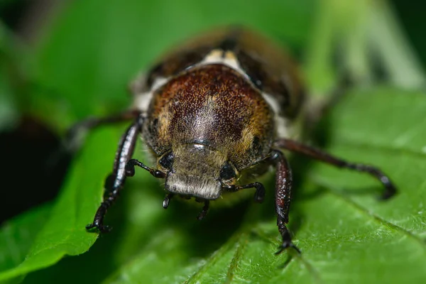 Kaburgalı Nadasa Böceği Yaprağın Üzerinde Oturur — Stok fotoğraf