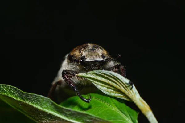 들러붙은 딱정벌레가 나뭇잎 — 스톡 사진