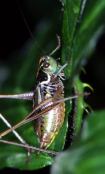 Cricket Grasshopper Insect Nature — стоковое фото