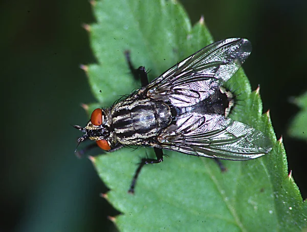 Fliege Auf Blatt Flora Und Insekt — Stockfoto