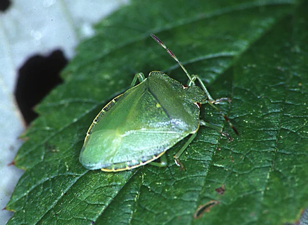 Tree Bug Leaf — Stock Photo, Image