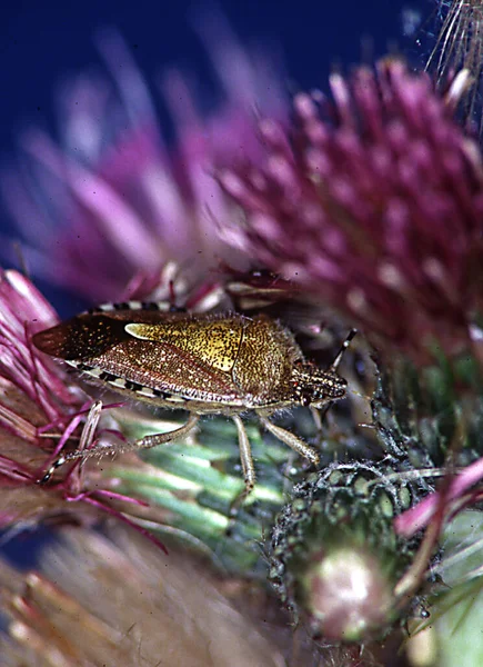 Cardo Selvatico Campo Fiore Flora Natura — Foto Stock