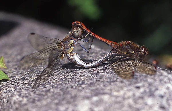 Odonata Inseto Libélula Flora Fauna — Fotografia de Stock