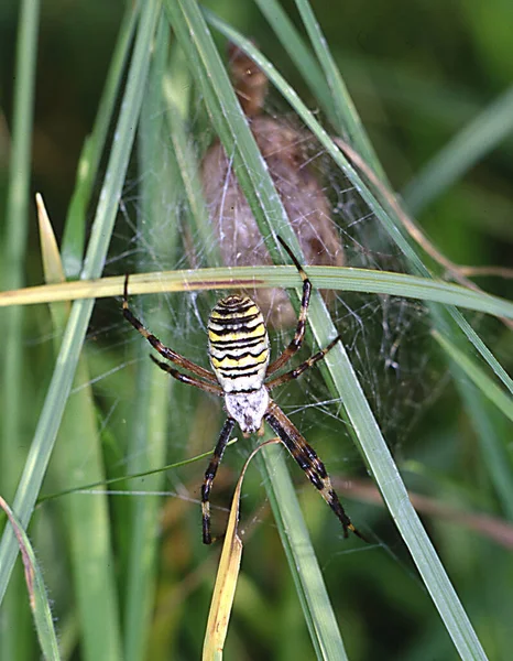 Aranha Vespa Grama Com Casulo — Fotografia de Stock