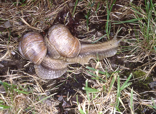 ブドウ畑のカタツムリや植物や動物 — ストック写真