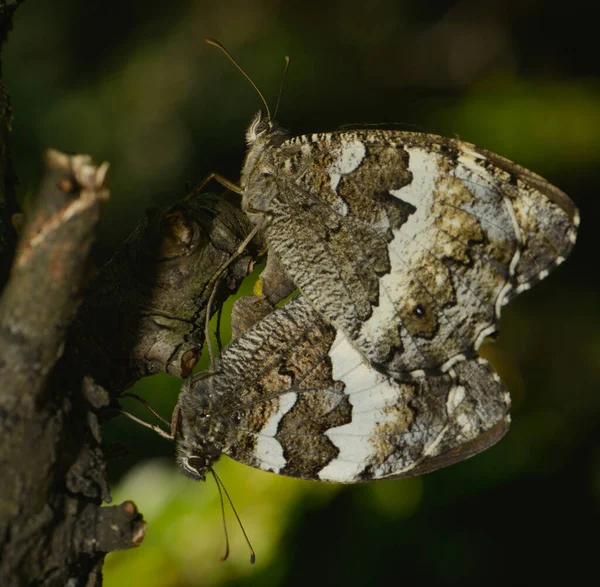 Bild Des Waldes Mit Bäumen — Stockfoto