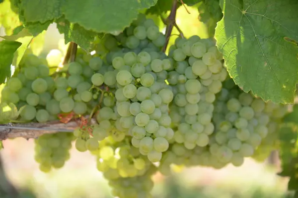 Uvas Uvas Uvas Uvas Uvas Uvas Vides Vides Vides Amarillo — Foto de Stock