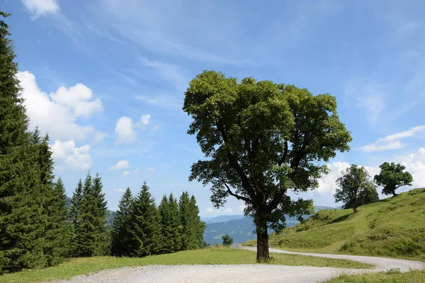 Arbre Mellau Bregenzerwald Montagnes Montagnes Vorarlberg Autriche Paysage Sommet Nature — Photo