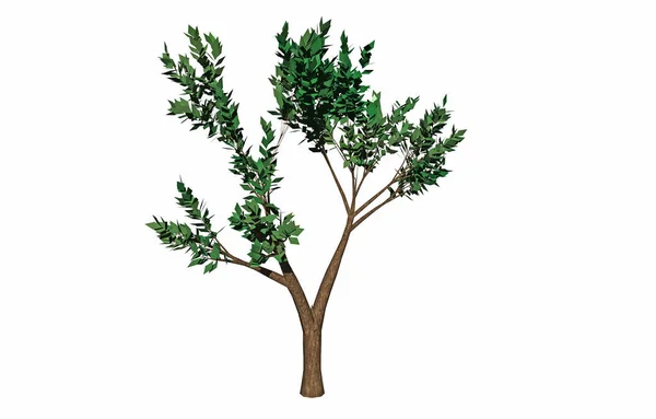 Vector Illustration Branch Pine Tree — Stock Photo, Image