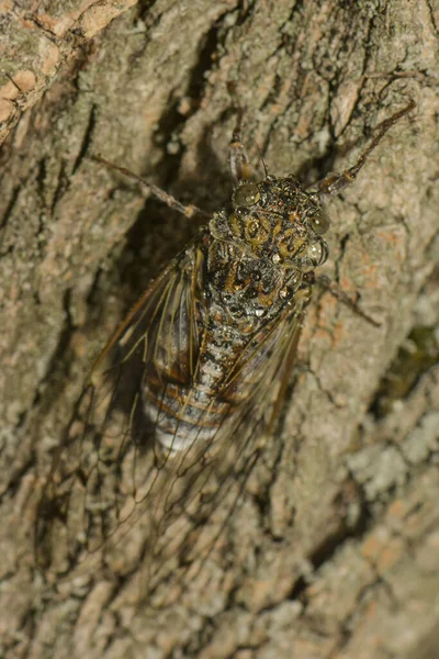 Cigale Sienta Tronco Árbol — Foto de Stock