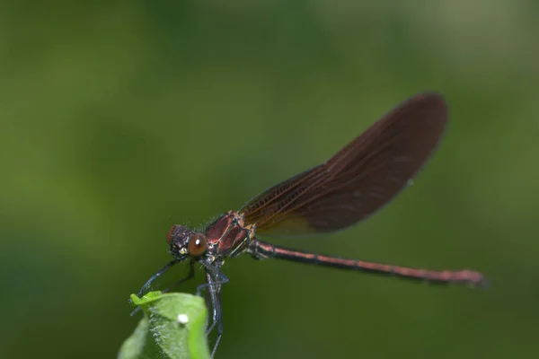 Odonata Insetto Libellula Flora Fauna — Foto Stock