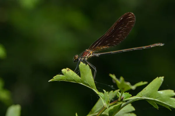 Odonata Insecte Libellule Flore Faune — Photo