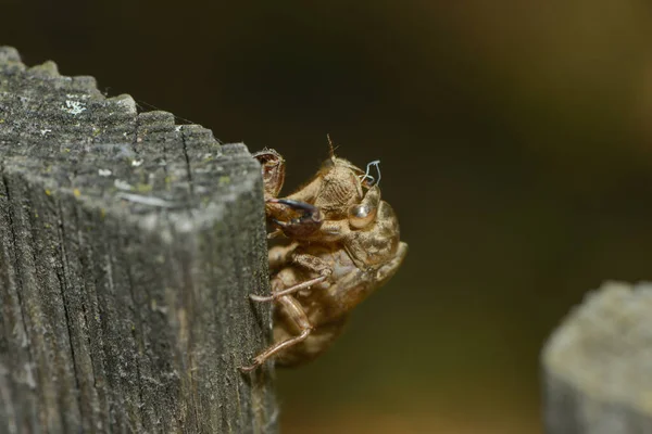 Cigale Larva Ebeak Kerfe — Foto de Stock