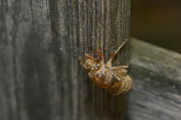 Cigale Larva Ebeak Kerfe — Φωτογραφία Αρχείου