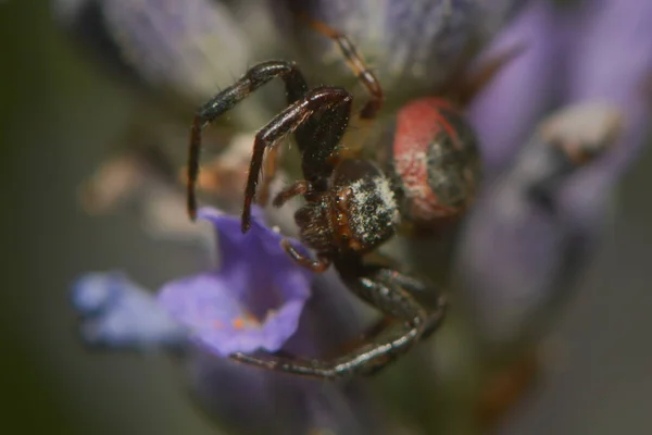 Aranha Caranguejo Vida Selvagem Insetos — Fotografia de Stock