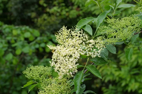 Elderflower Λευκό Ηλικιωμένο Λουλούδι Την Άνοιξη — Φωτογραφία Αρχείου