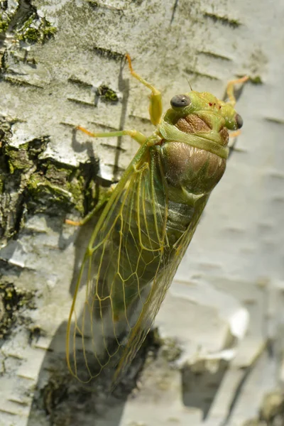 Young Zigale Sits Birch Trunk — Stock Photo, Image