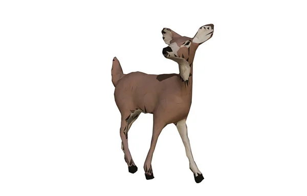 Wild Animal Deer Hoofed Animal — Stock Photo, Image