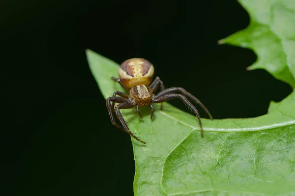 Aranha Caranguejo Vida Selvagem Insetos — Fotografia de Stock